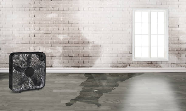 Best Mold removal after water damage  in Fife, WA