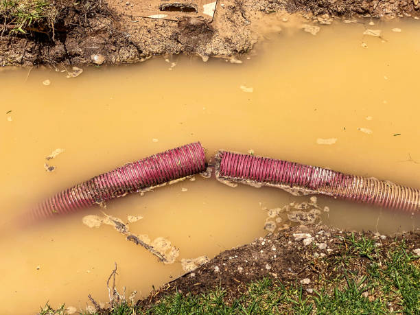 Best Flood damage cleanup  in Fife, WA